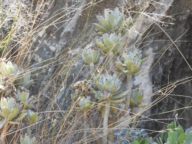Panda Plant in the wild — habit