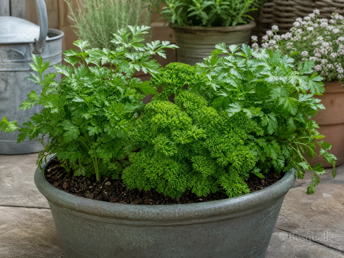 Parsley in Pots guide illustration