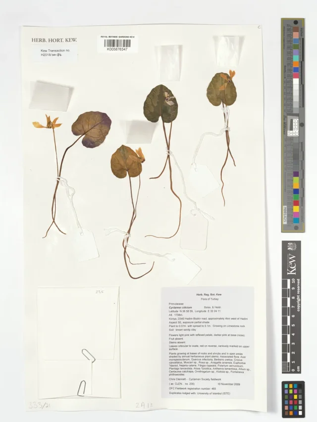 Cilician Cyclamen in the wild — habit, Türkiye