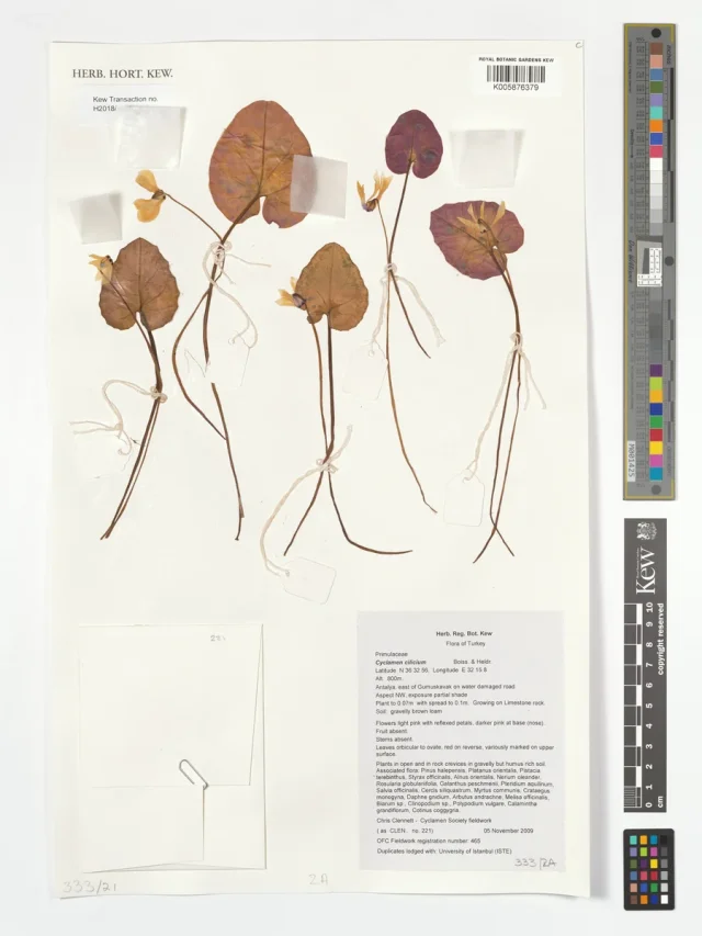 Cilician Cyclamen in the wild — habit, Türkiye