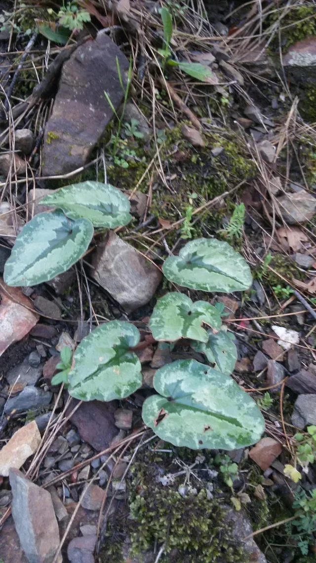 Cilician Cyclamen in the wild — habit