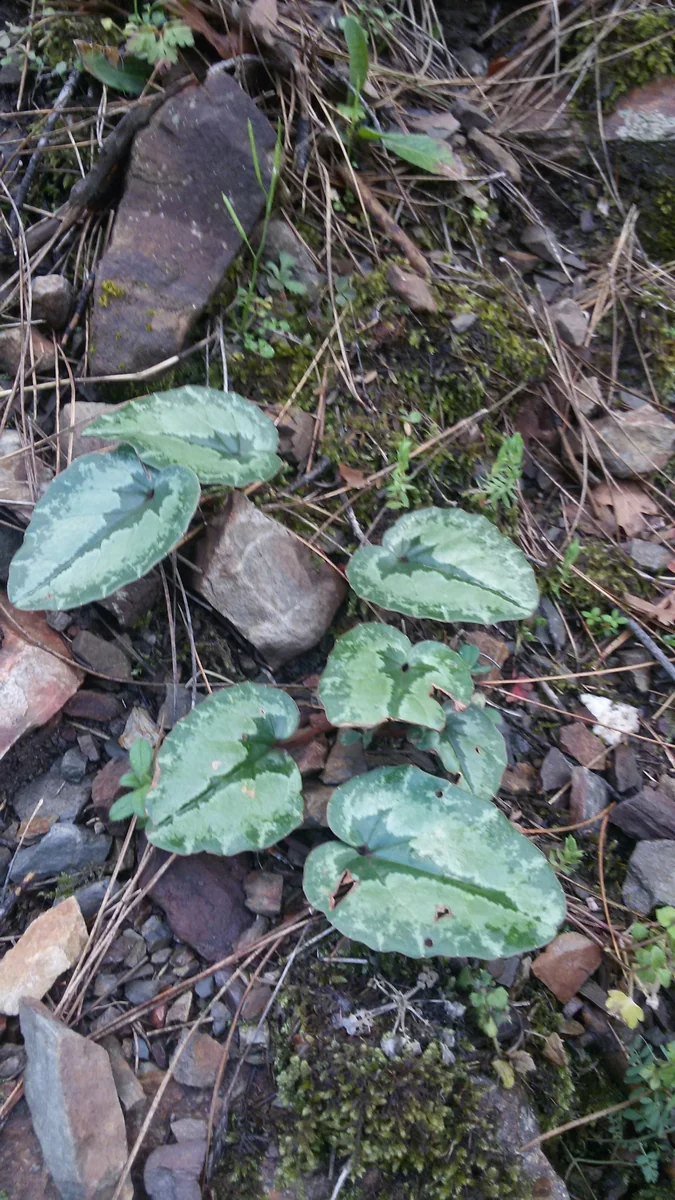 Cilician Cyclamen in the wild — habit