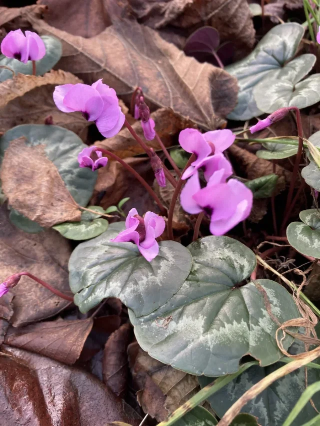 Persian Violet in the wild — habit, United Kingdom of Great Britain and Northern Ireland