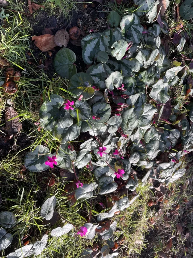 Persian Violet in the wild — habit, United Kingdom of Great Britain and Northern Ireland