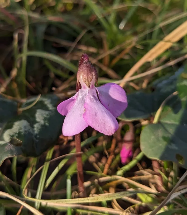 Persian Violet in the wild — habit, Germany