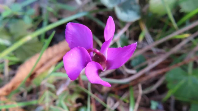 Persian Violet in the wild — habit