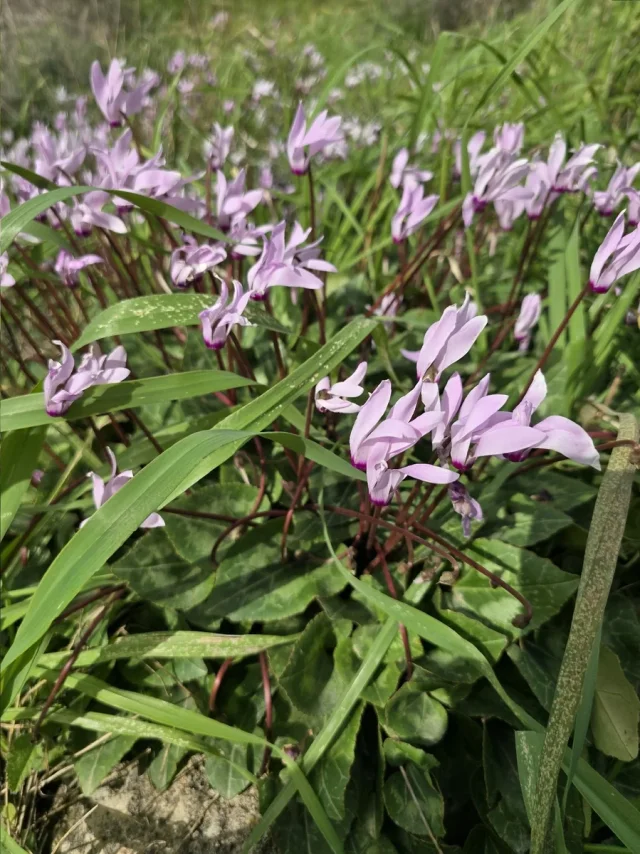 Florist's Cyclamen in the wild — habit, Cyprus