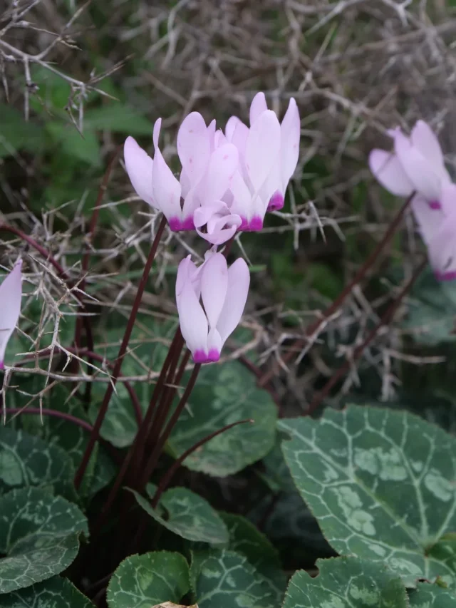 Florist's Cyclamen in the wild — habit, Cyprus