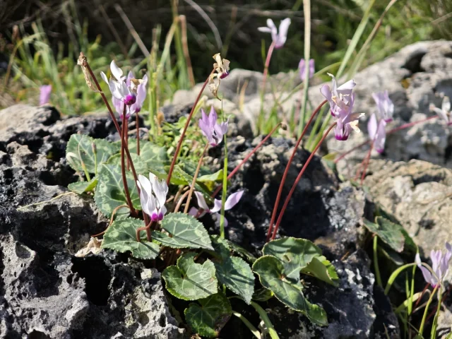 Florist's Cyclamen in the wild — habit, Cyprus