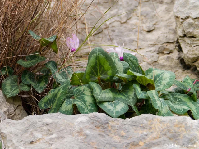 Florist's Cyclamen in the wild — habit