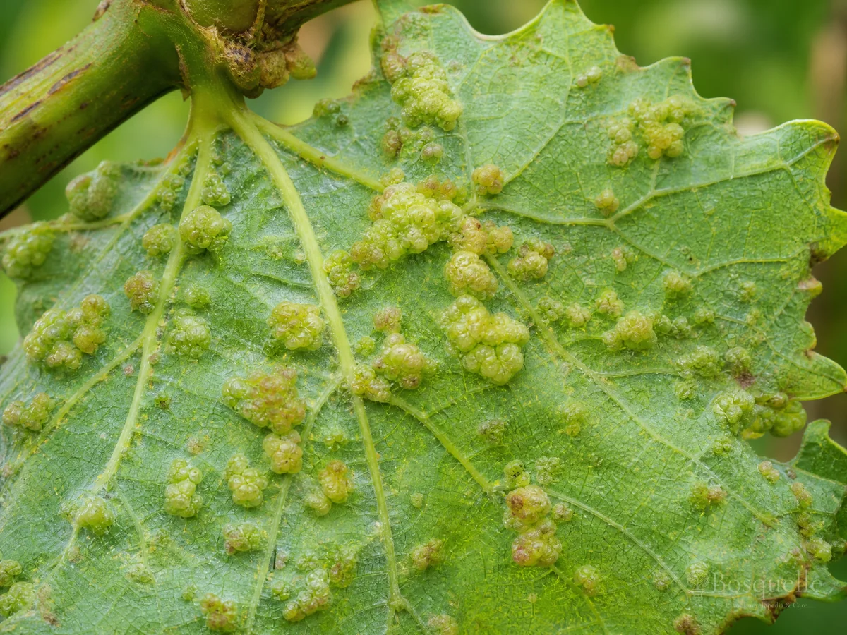 Phylloxera