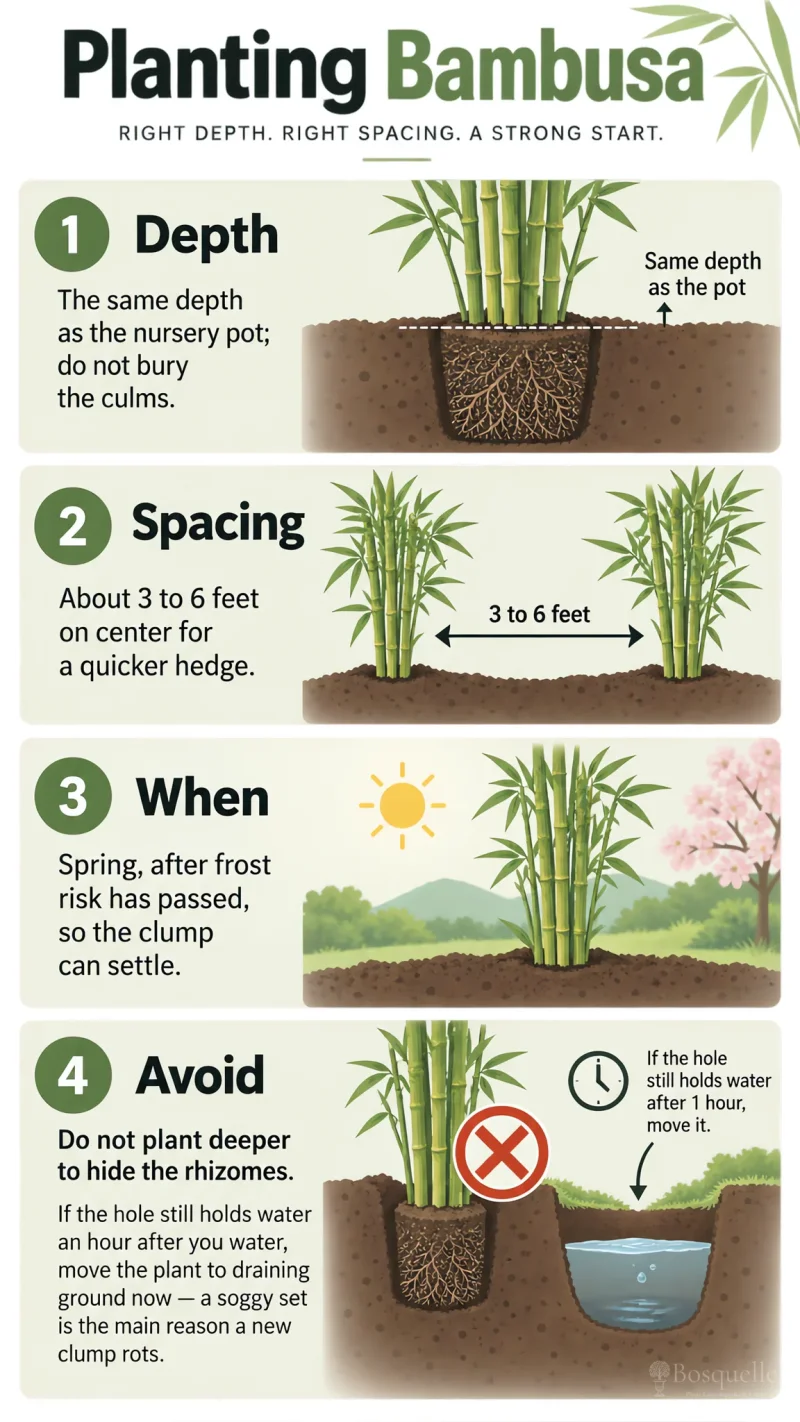Planting Bambusa care summary diagram