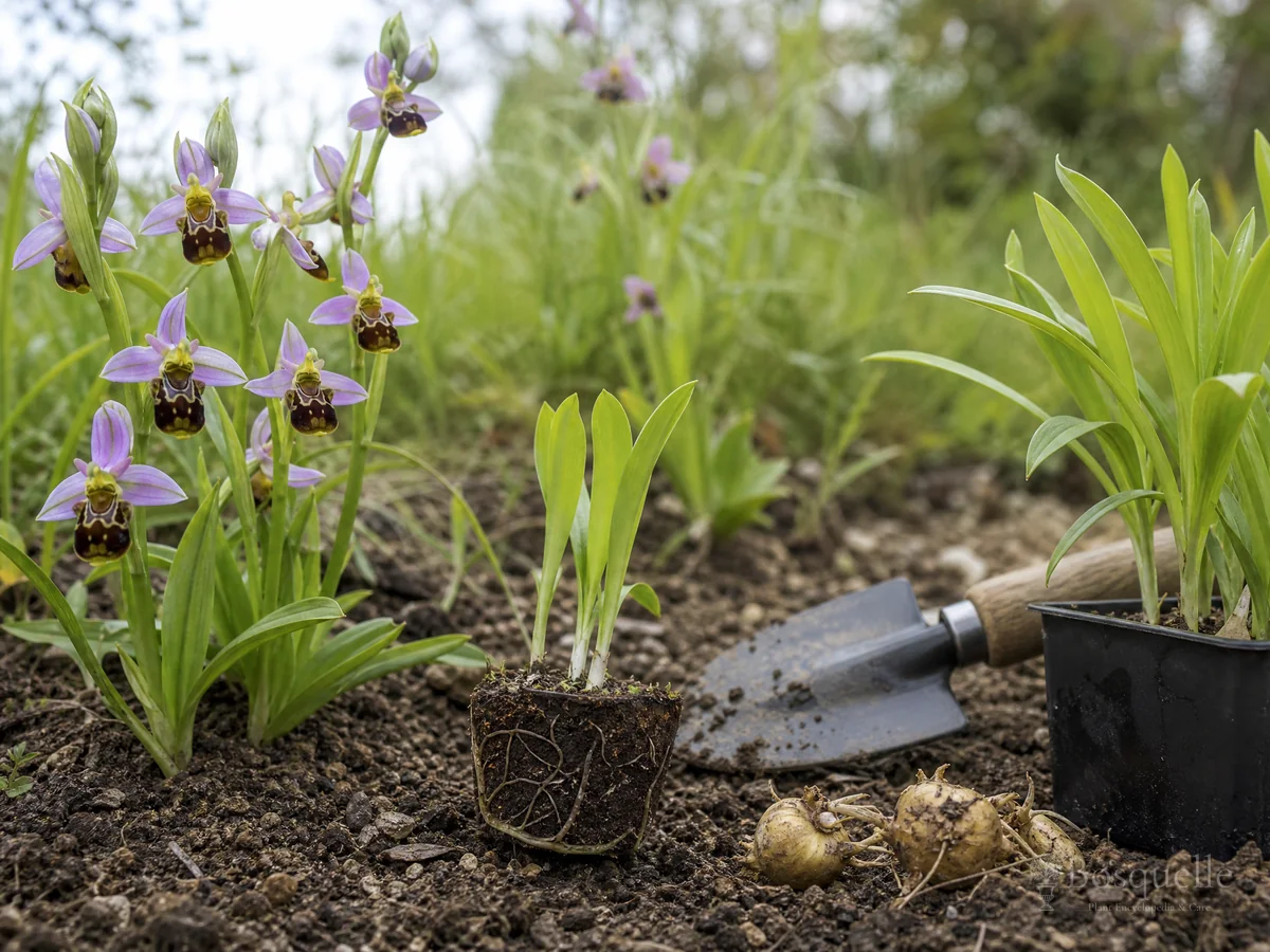 Planting Bee Orchid guide illustration