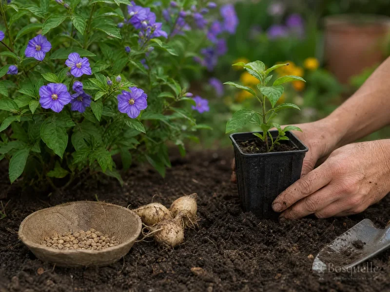 Plant Blue Potato Bush – A Wide Hole Off the Wall guide illustration