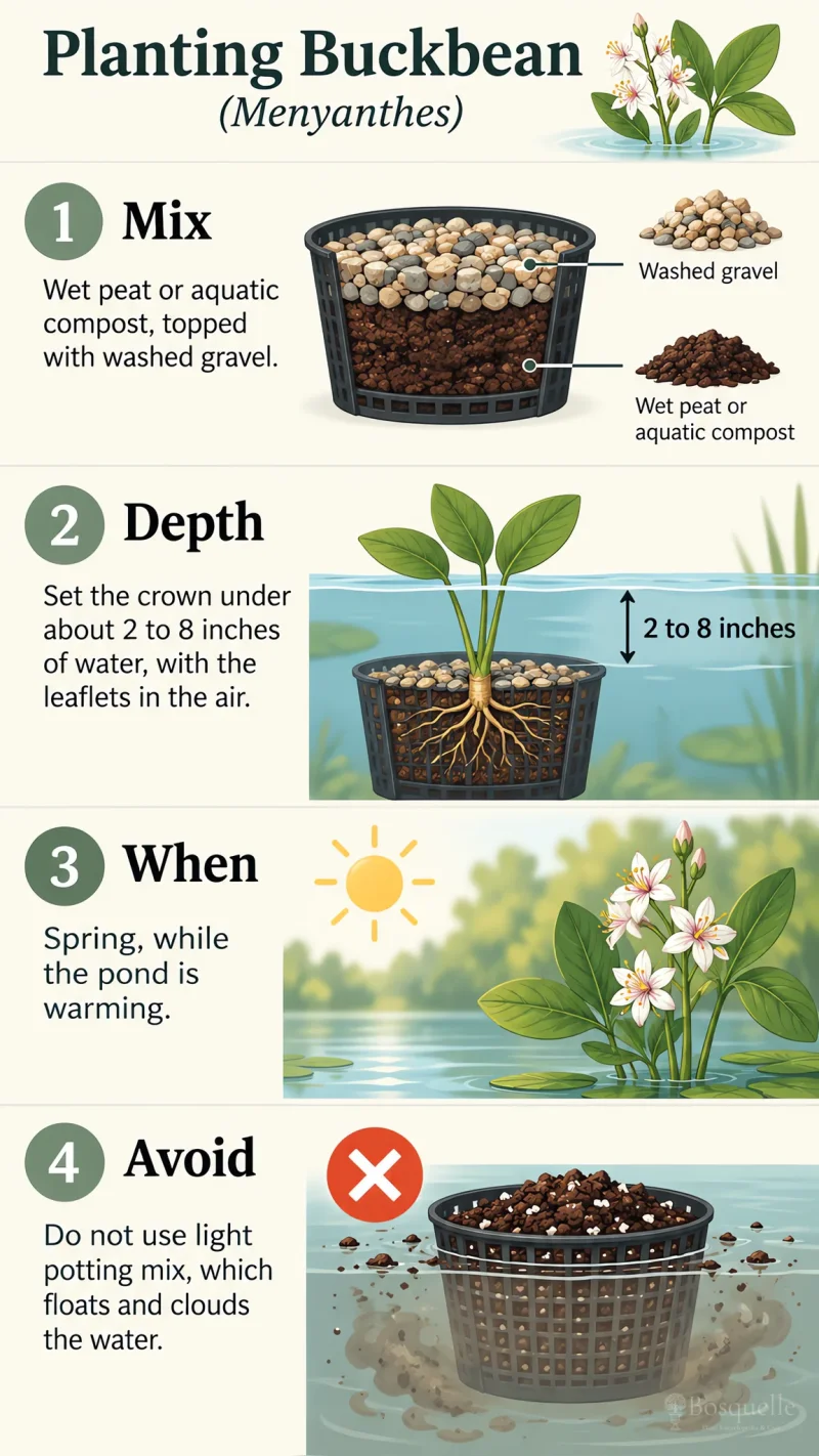 Planting Buckbean care summary diagram
