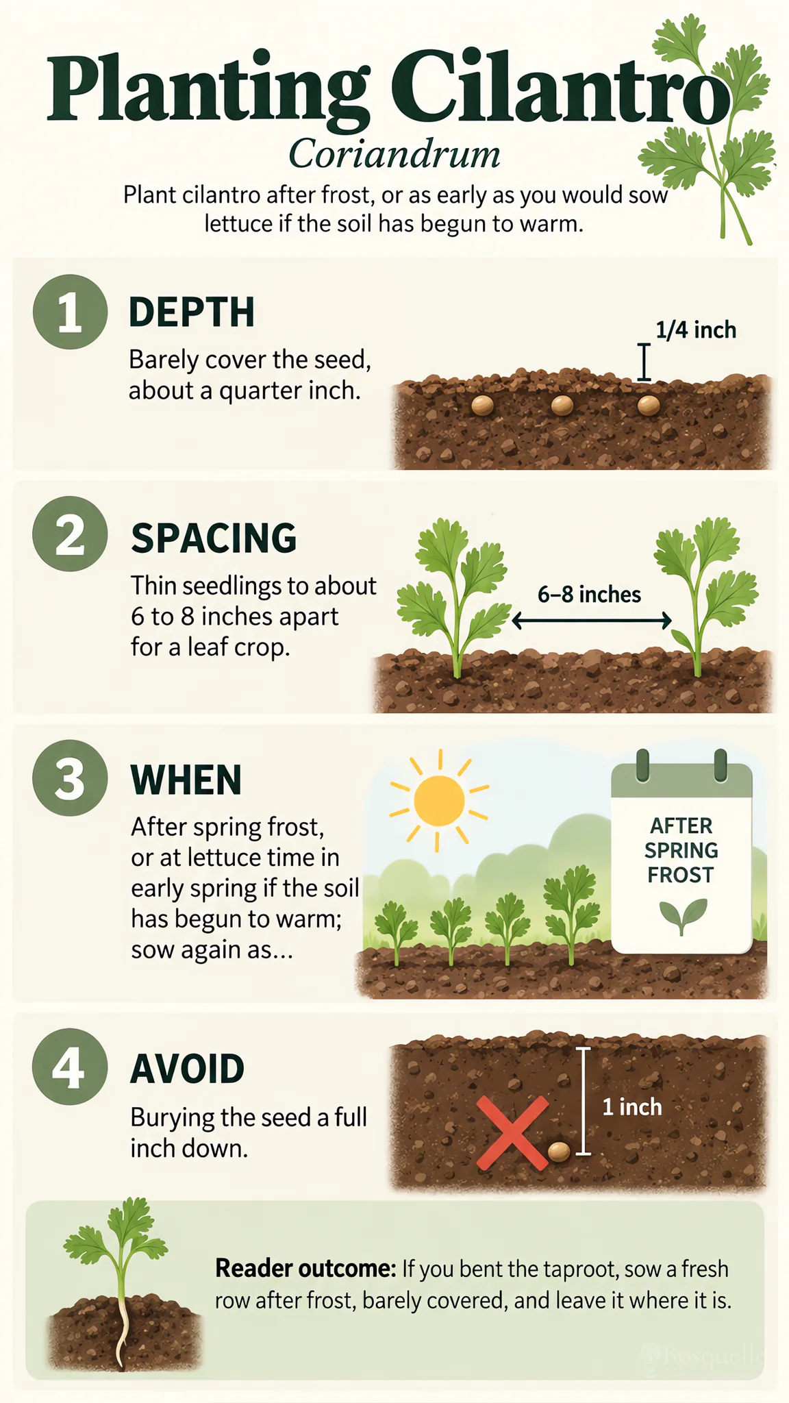Planting Cilantro care summary diagram