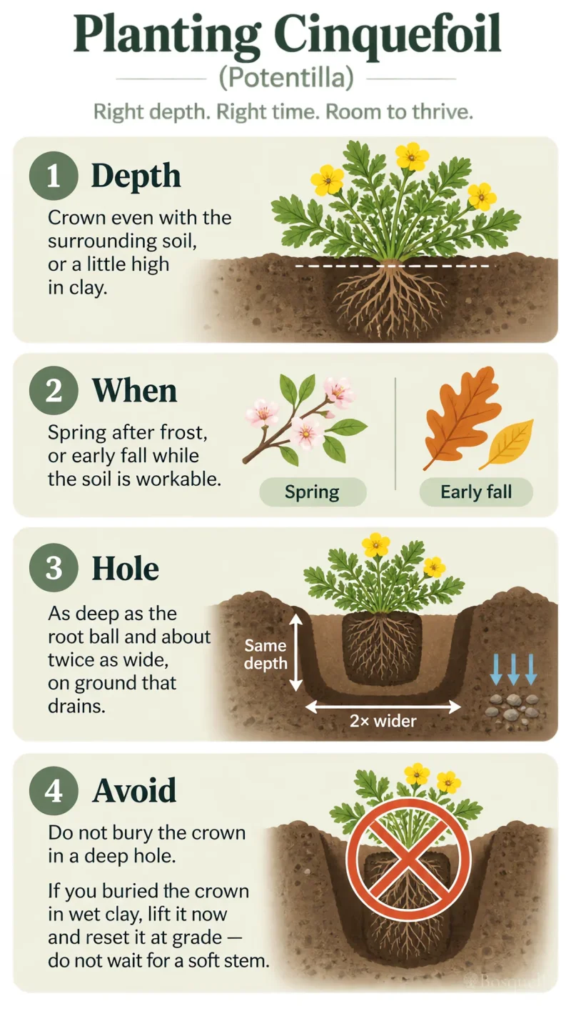 Planting Cinquefoil care summary diagram