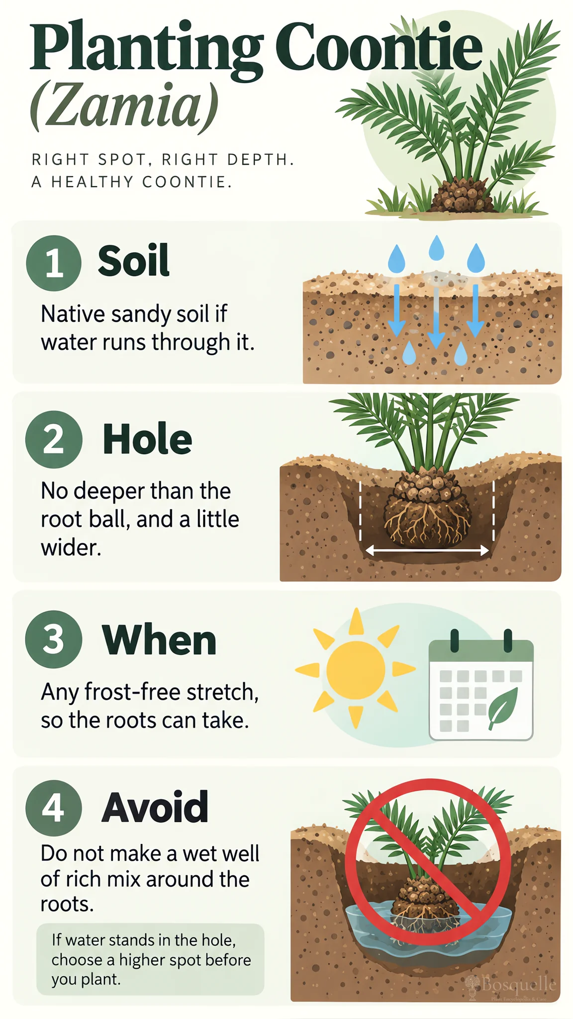 Planting Coontie care summary diagram