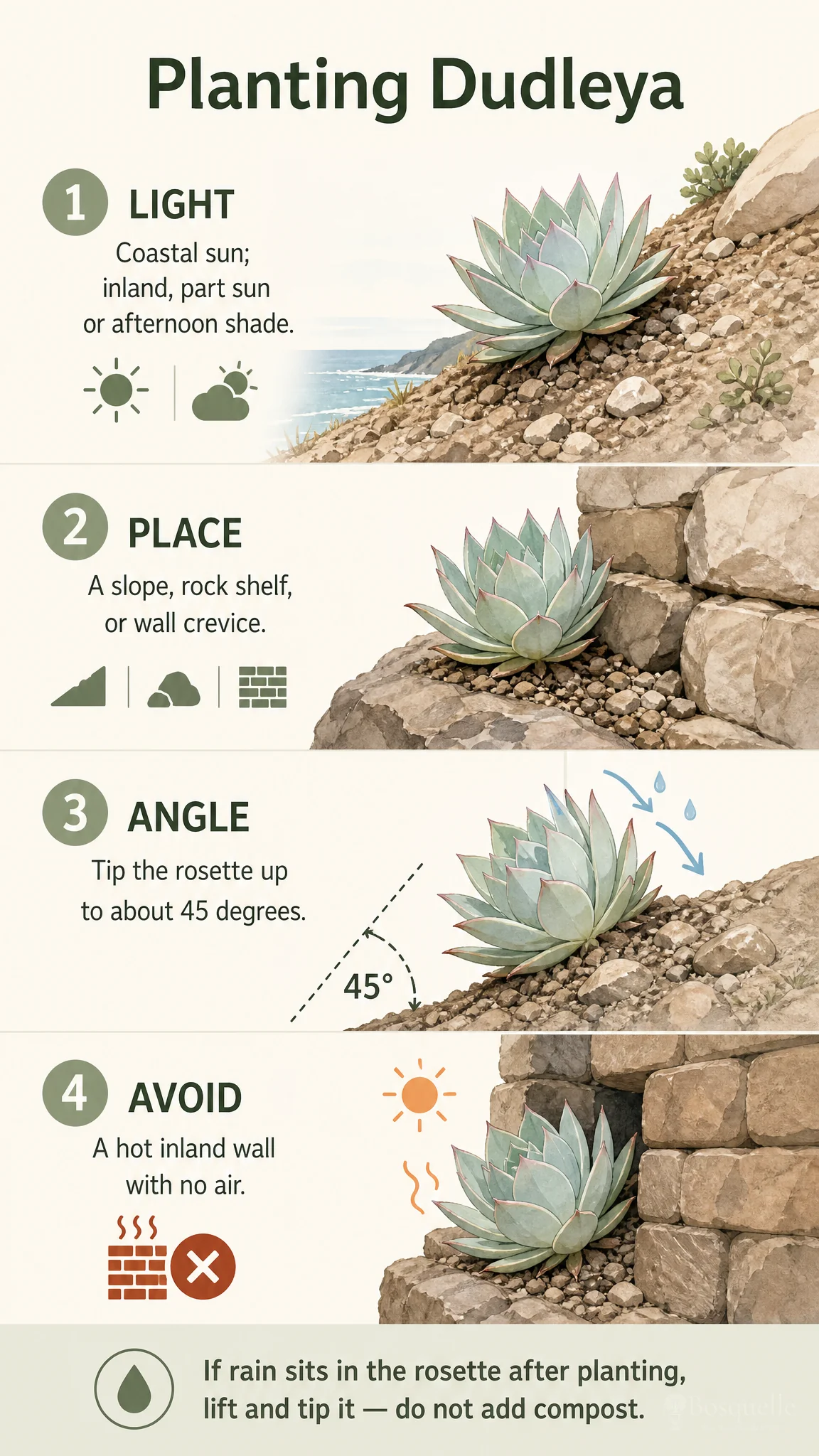Planting Dudleya care summary diagram