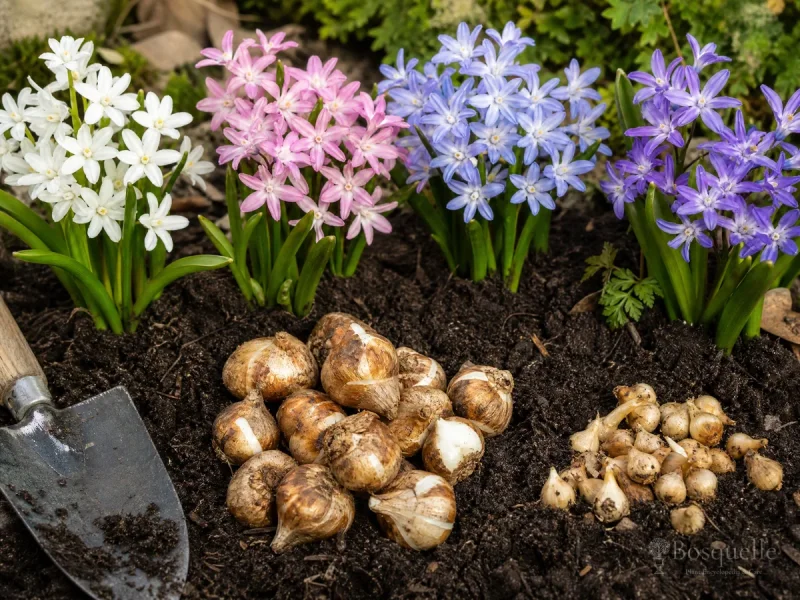 Plant Glory of the Snow – Fall, Pointy End Up guide illustration