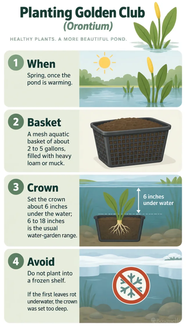 Planting Golden Club care summary diagram