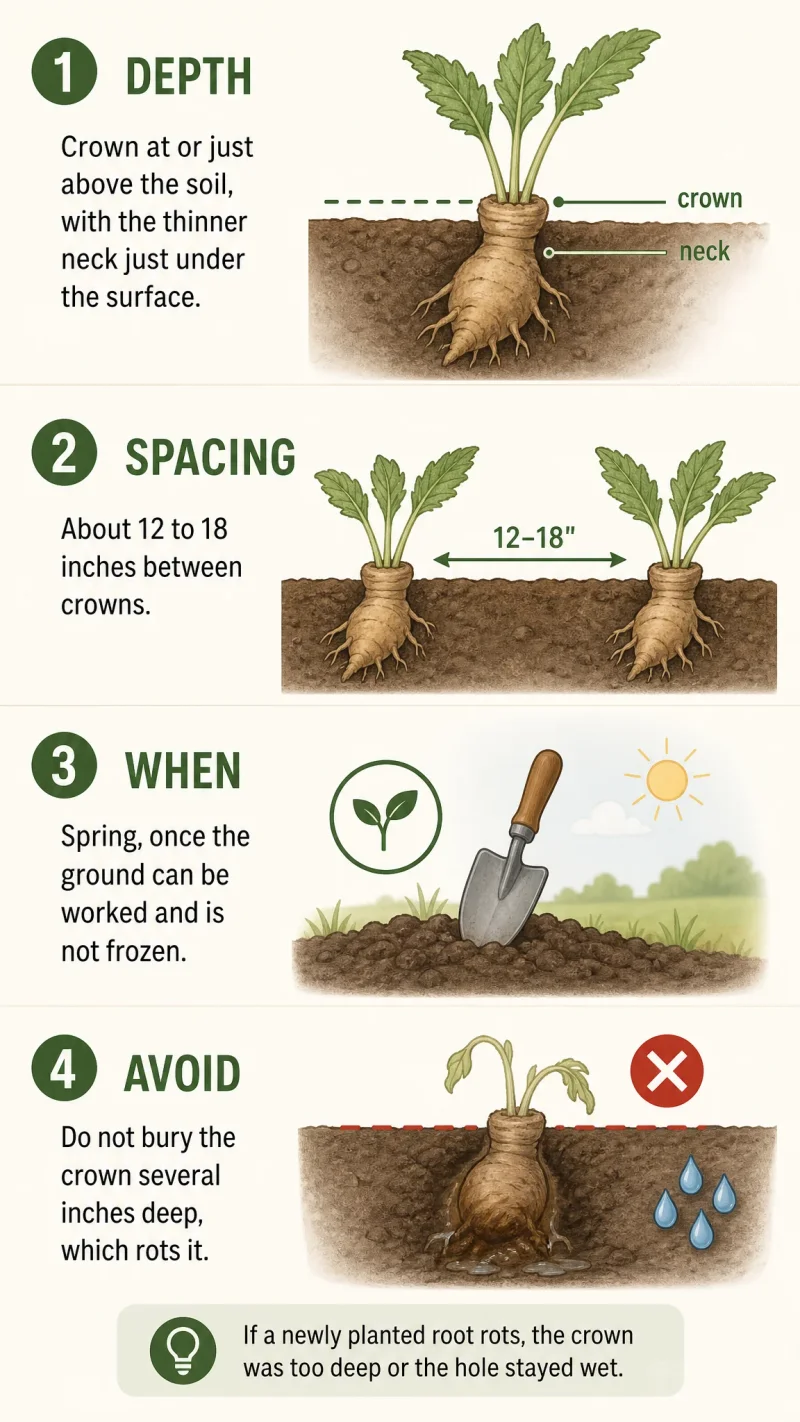 Planting Hardy Gloxinia care summary diagram