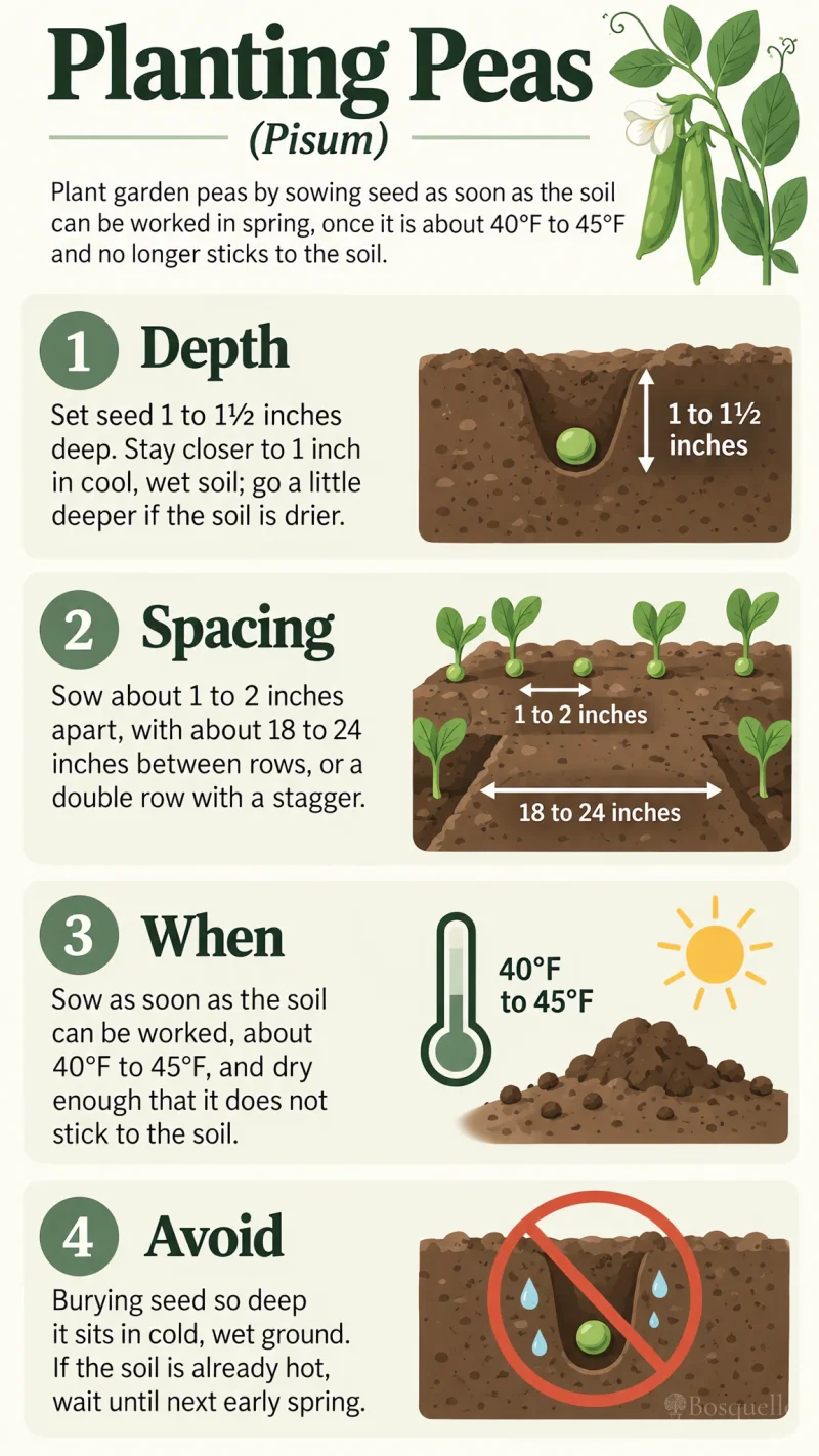 Planting Peas care summary diagram