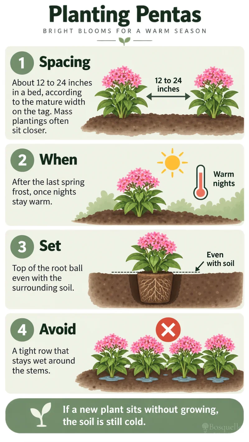Planting Pentas care summary diagram