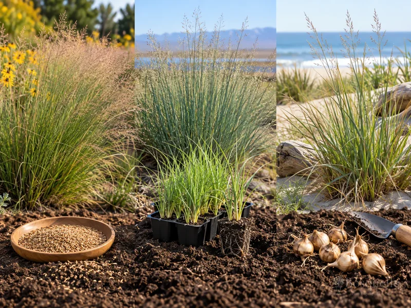 Planting Prairie Dropseed — for Seashore Dropseed