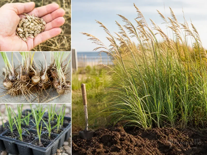 Plant Sea Oats – Plugs in Spring or Fall guide illustration