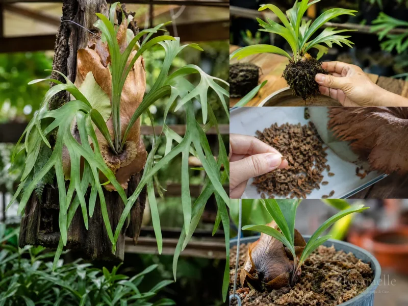 Planting Staghorn Fern — for Staghorn Fern
