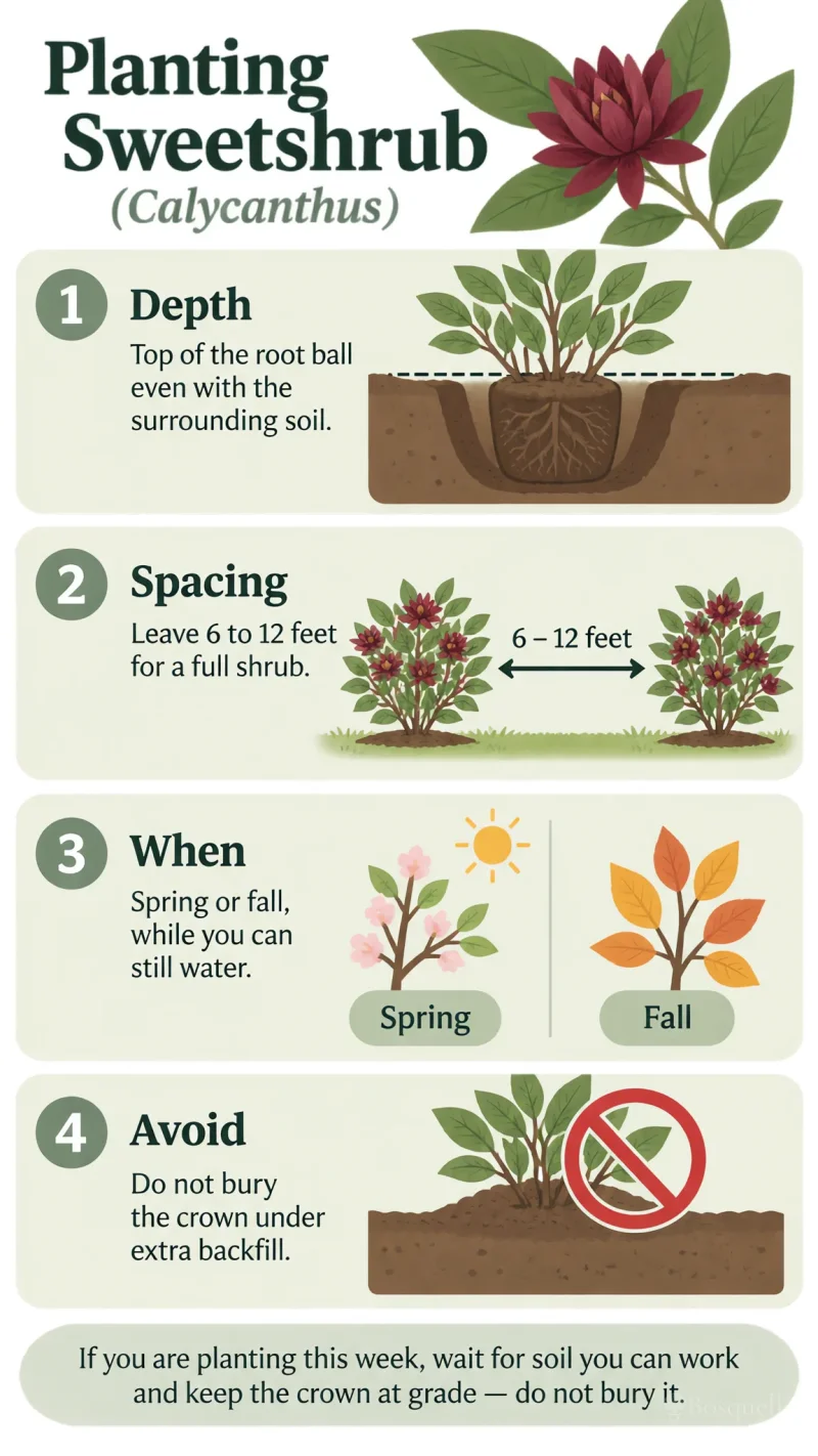 Planting Sweetshrub care summary diagram