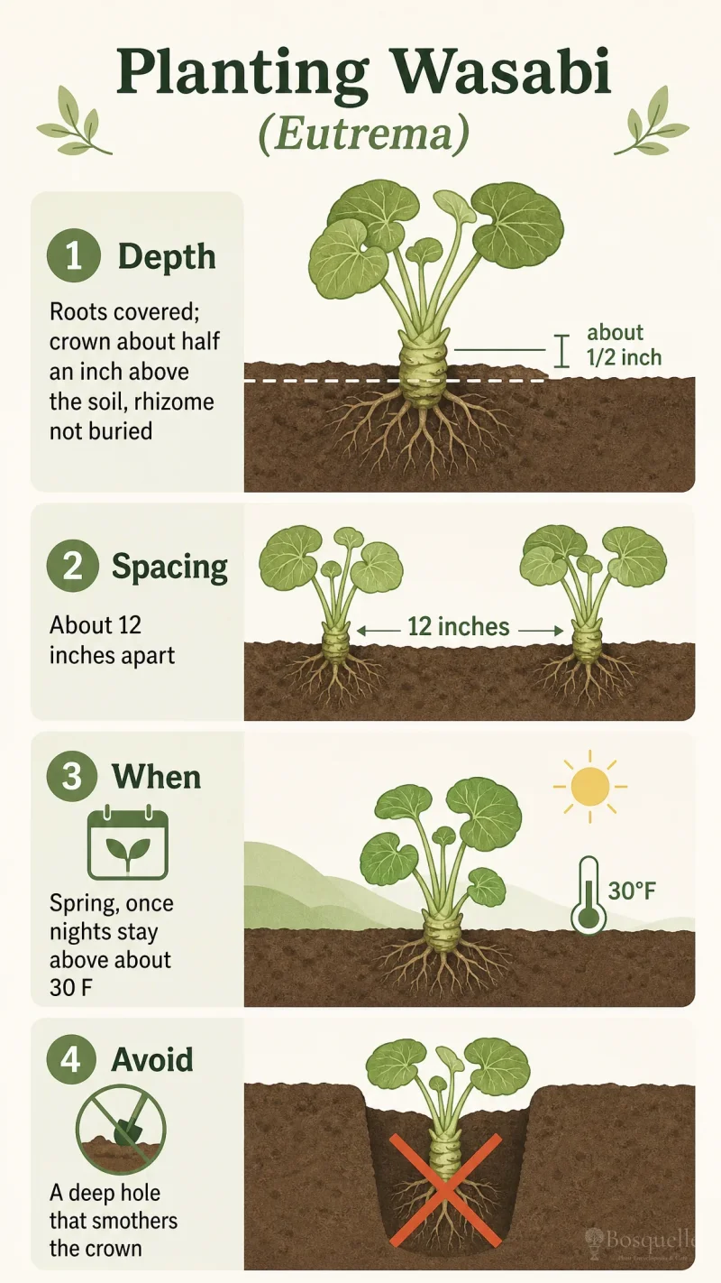 Planting Wasabi care summary diagram