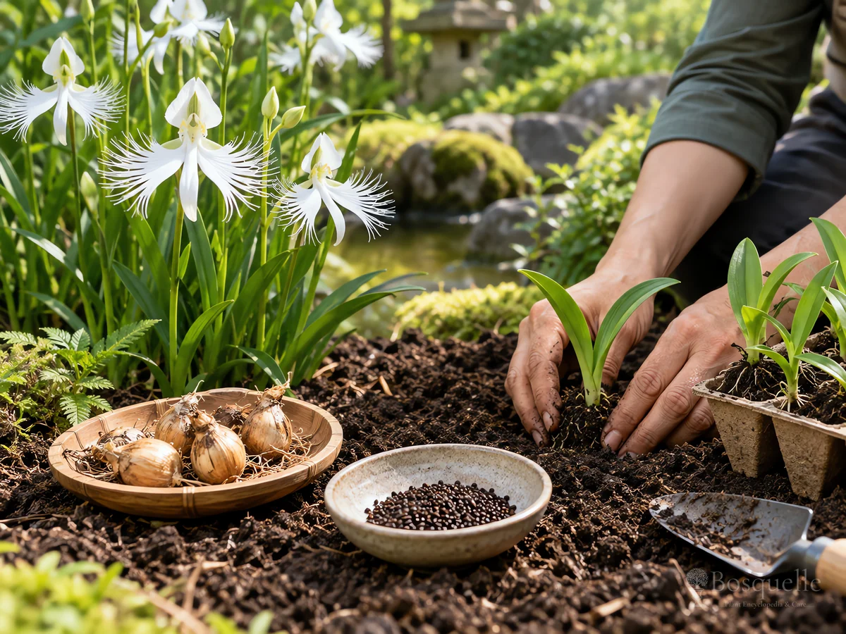 Planting White Egret Orchid guide illustration