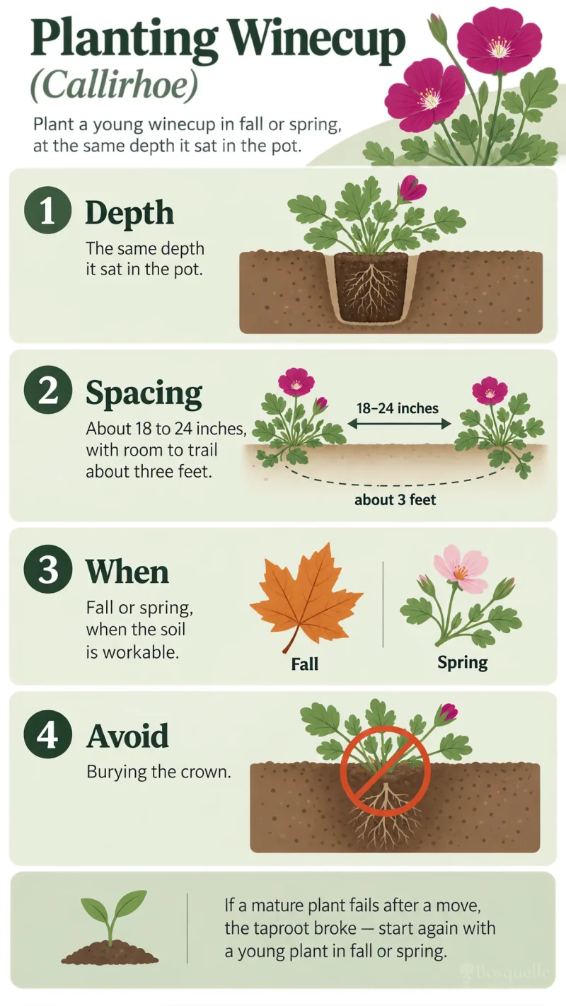 Planting Winecup care summary diagram