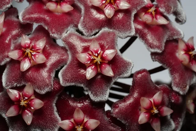 Porcelain Flower in the wild — habit, Singapore