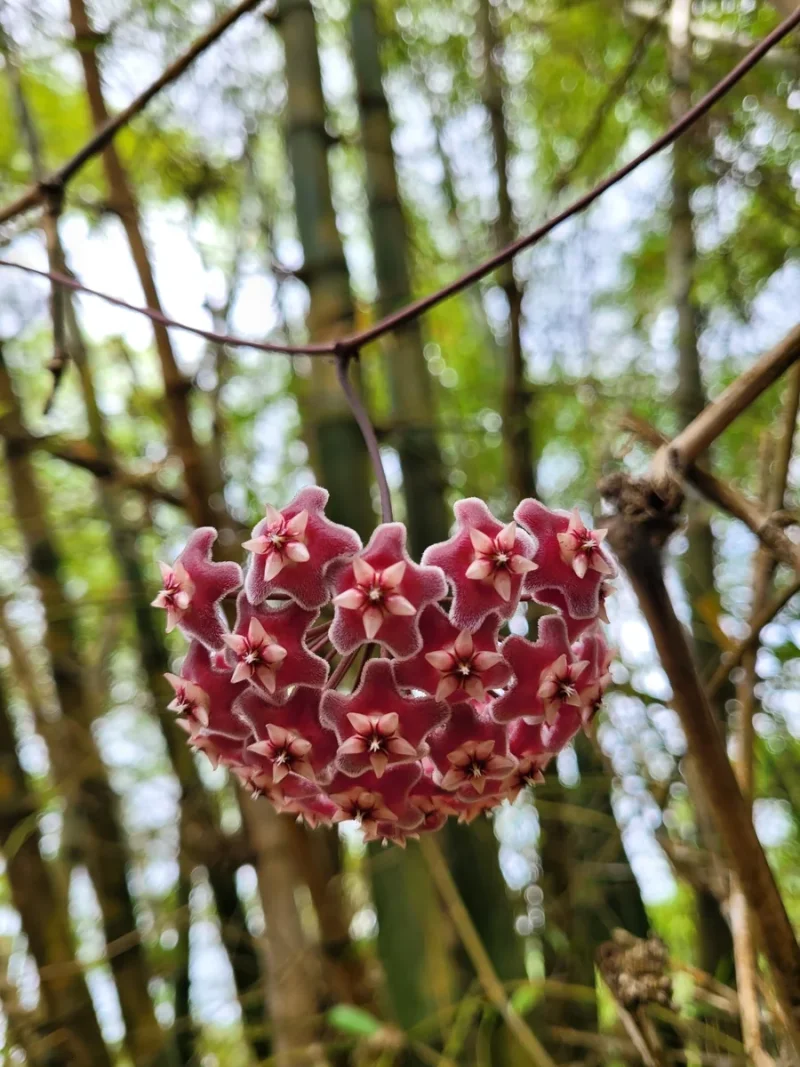Porcelain Flower in the wild — habit, Puerto Rico