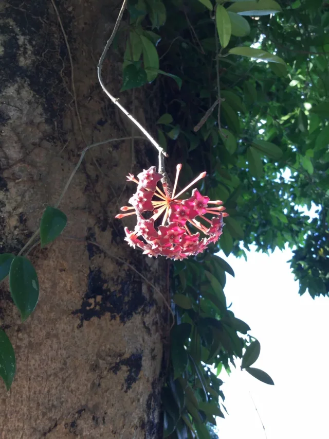 Porcelain Flower in the wild — habit, Hong Kong