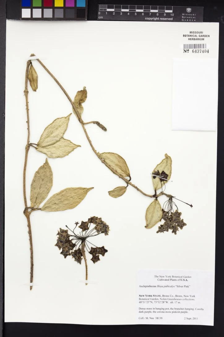 Porcelain Flower in the wild — habit, United States of America