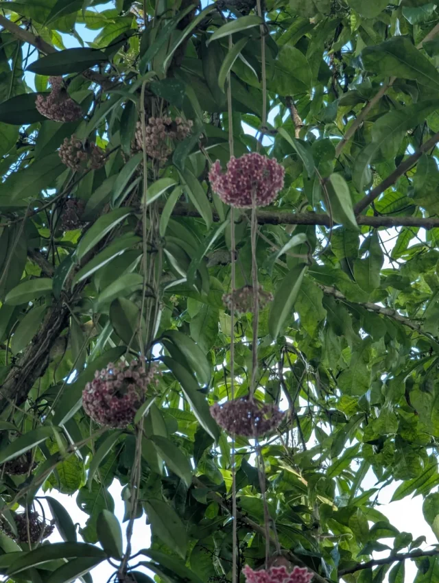 Porcelain Flower in the wild — habit