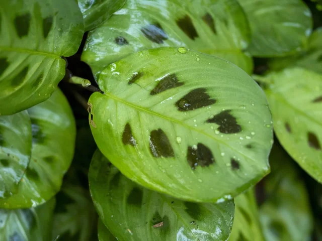 Prayer Plant in the wild — habit, Indonesia