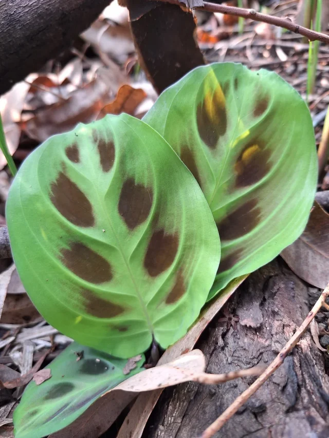 Prayer Plant in the wild — habit, Brazil