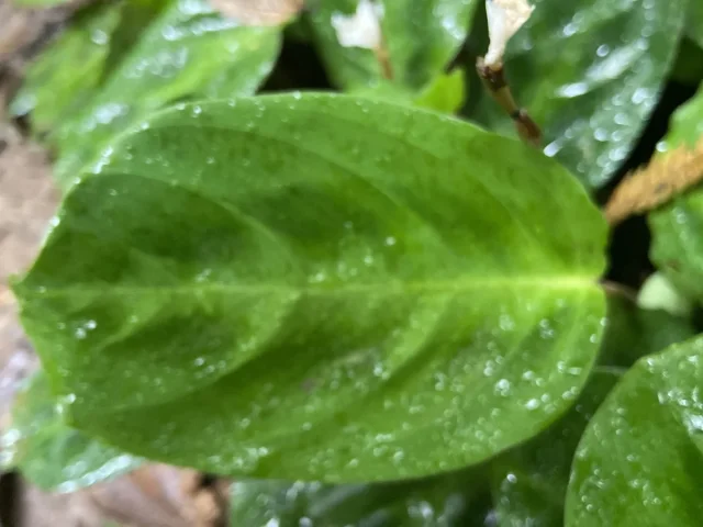 Prayer Plant in the wild — habit, Brazil