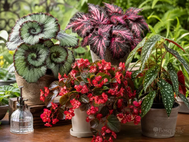 Propagating Begonias — for Tuberhybrida Begonia 'Ruffled Apricot'