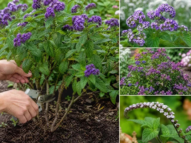 Propagate Heliotrope From a Cutting guide illustration