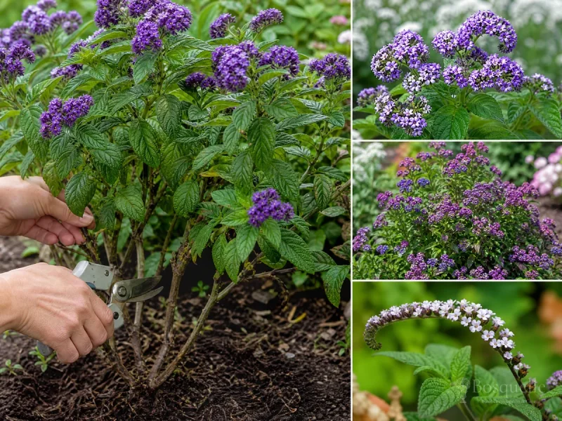 Propagate Heliotrope From a Cutting guide illustration