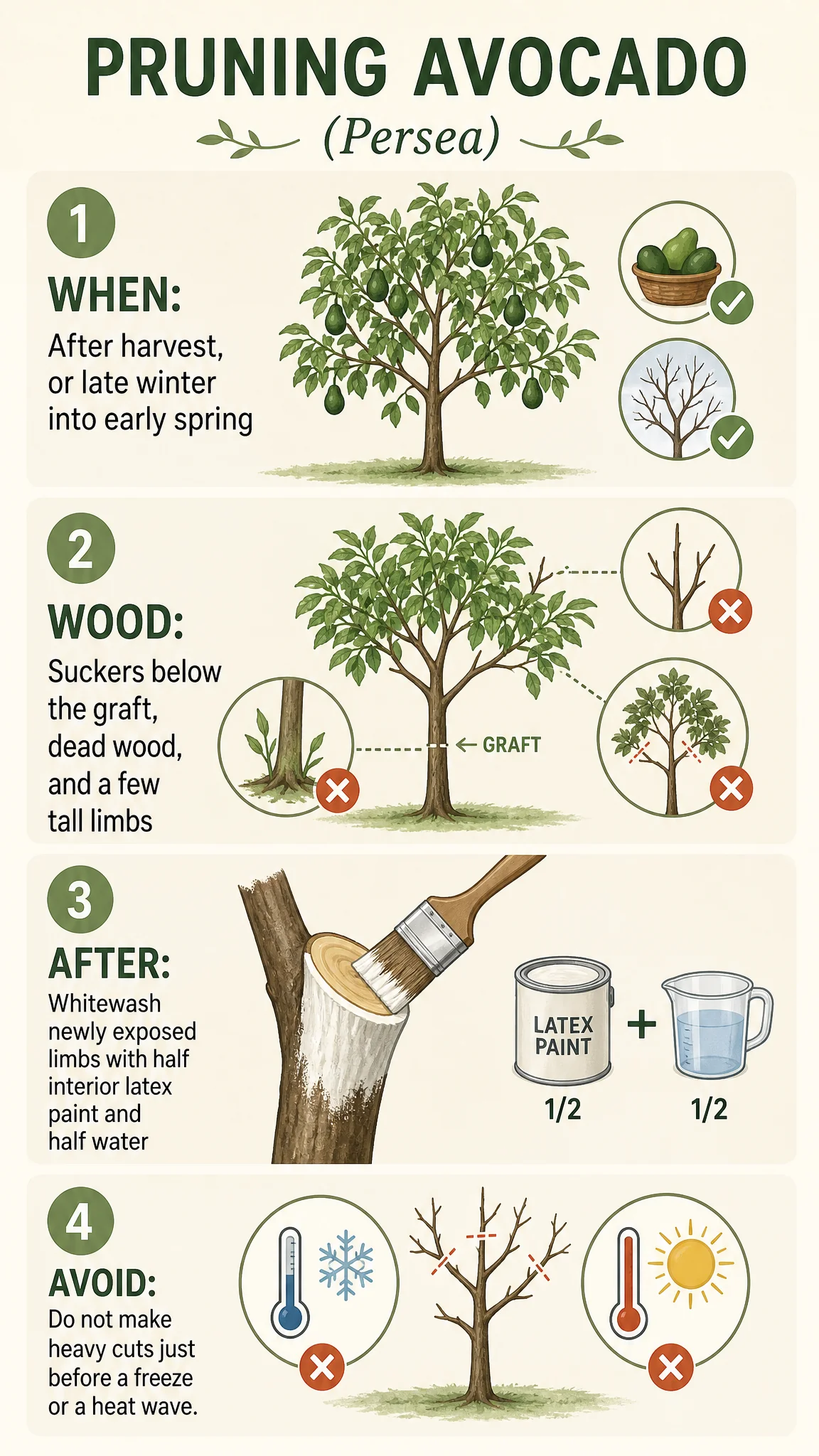 Pruning Avocado care summary diagram