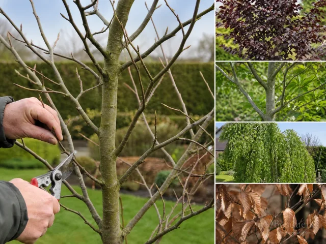 Prune Beech – Hedge in August guide illustration
