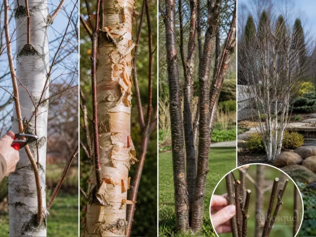 Pruning Birch — for River Birch
