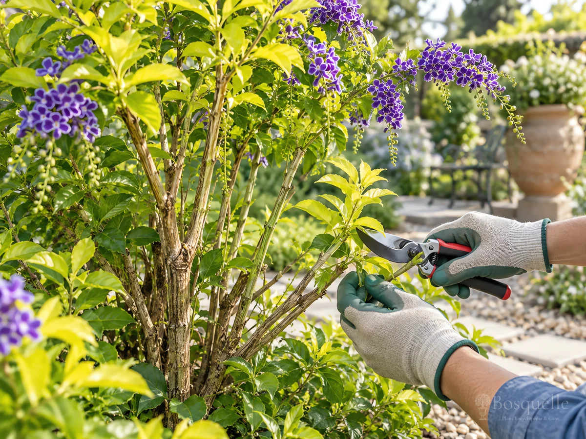 Pruning Duranta guide illustration